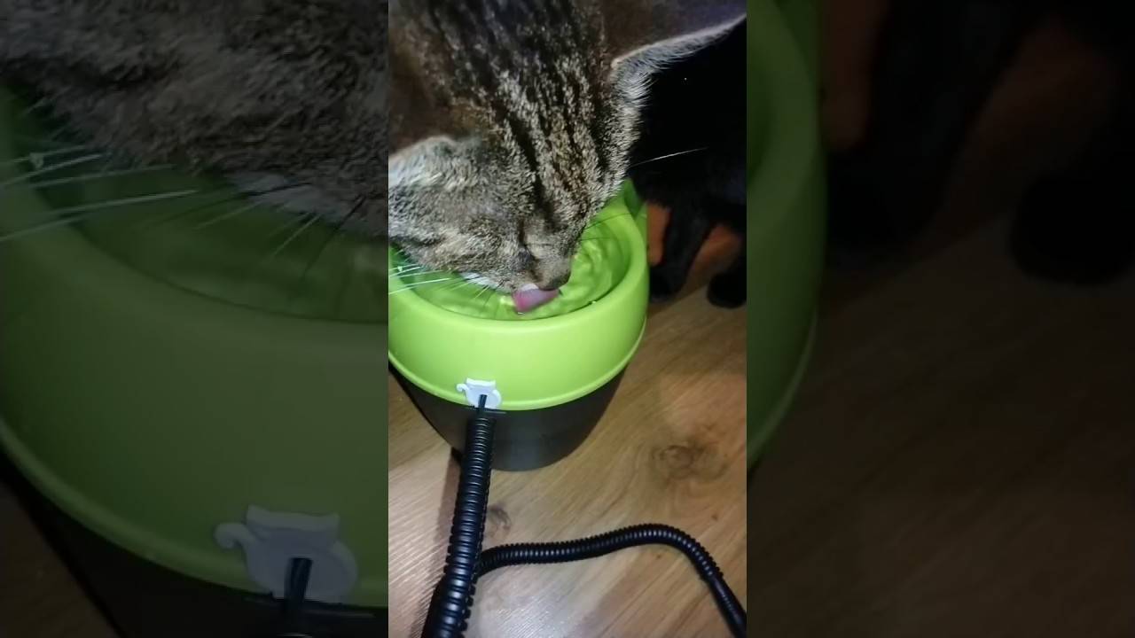 Автоматическая поилка для кошек, светодиодный заменитель миски на батарейках