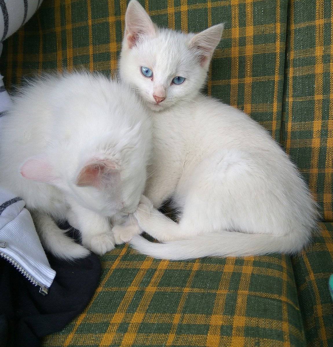 Кот альбинос и белая кошка с голубыми глазами – одно и то же или нет, правда ли, что все они глухие?