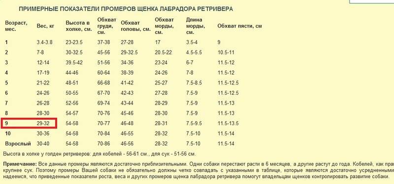 Характеристика породы лабрадор: таблица роста и веса по месяцам
