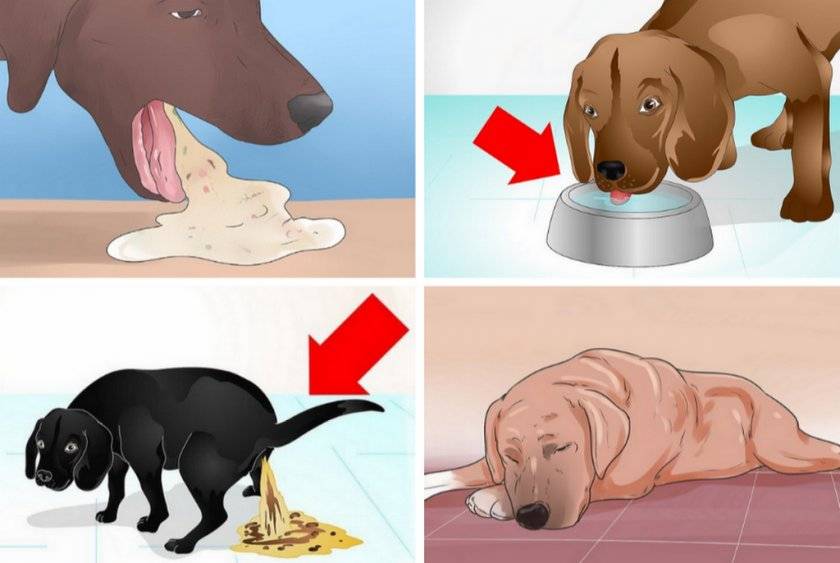 Рвота у собак – причины и лечение