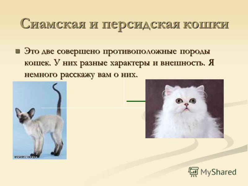 Рагамаффин - фото и описание породы кошек (характер, уход и кормление)