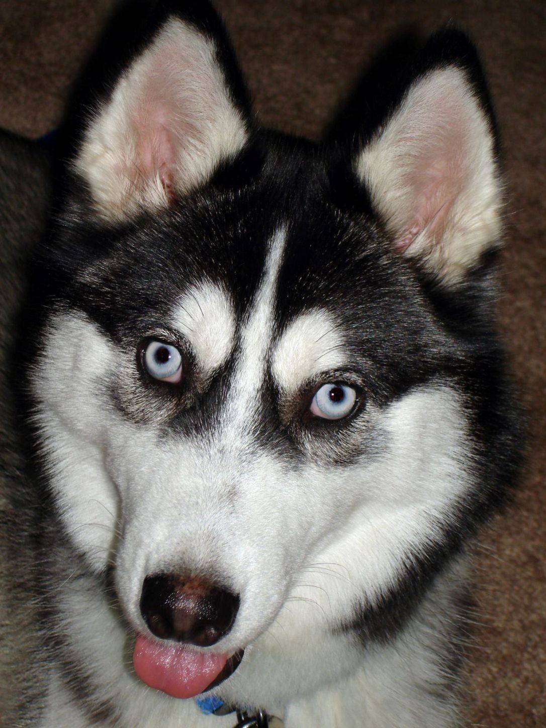 Причины гетерохромии у собак: какие глаза могут быть у хаски, возможные варианты