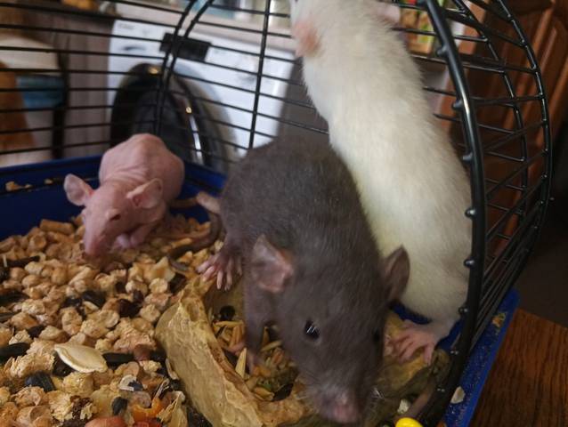 Чем питаются декоративные мыши в домашних условиях: что любят есть больше всего