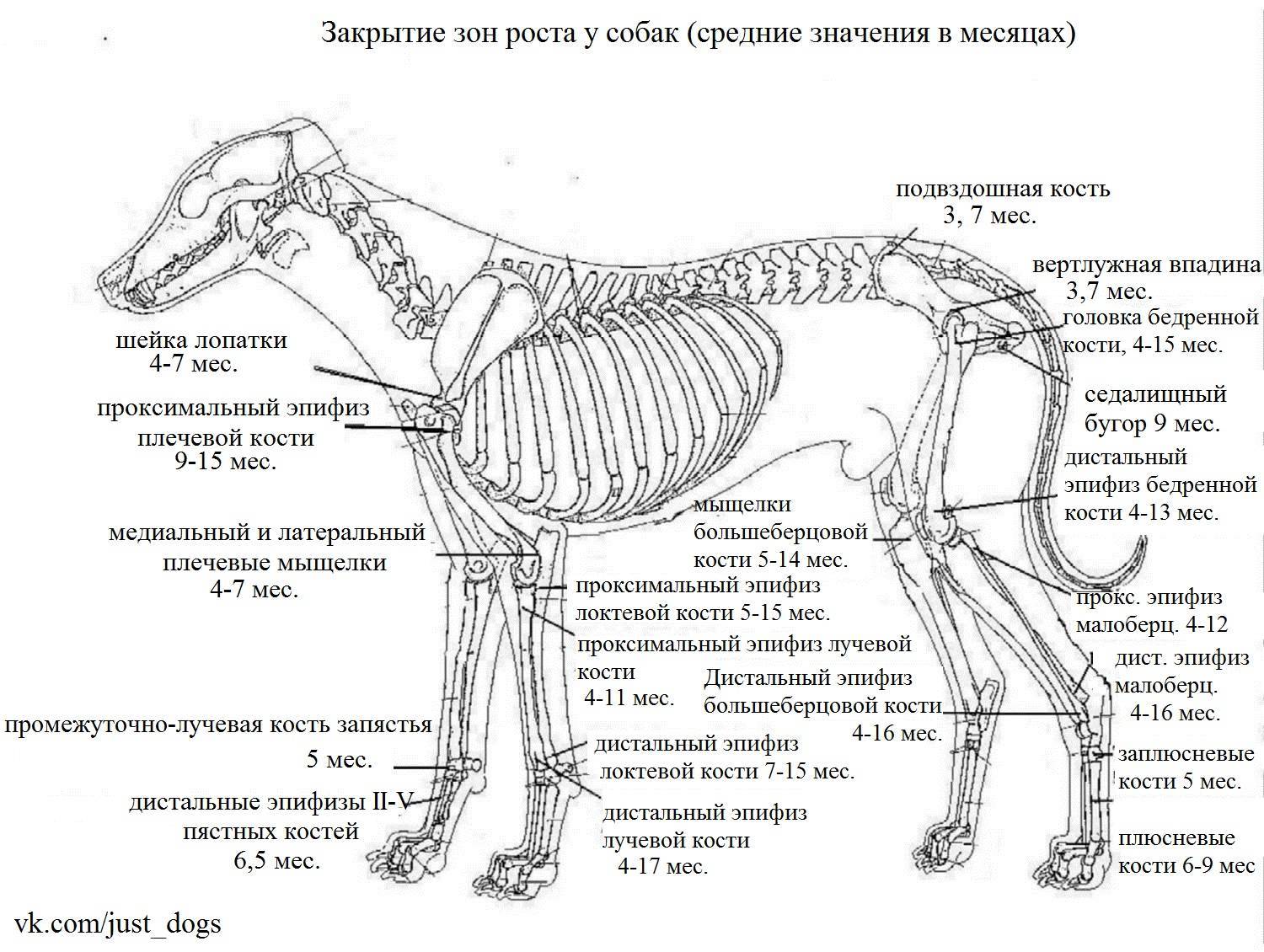 Анатомия собаки: строение скелета и внутренних органов, фото с описанием костей