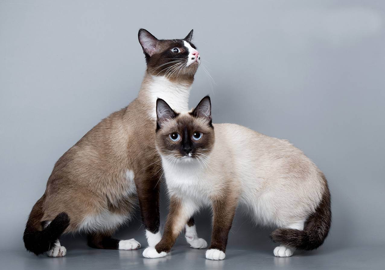 Коты и кошки сноу-шу — описание породы; порода кошек сноу шу — окрас; кошка, кот и котята сноу-шу — характер породы