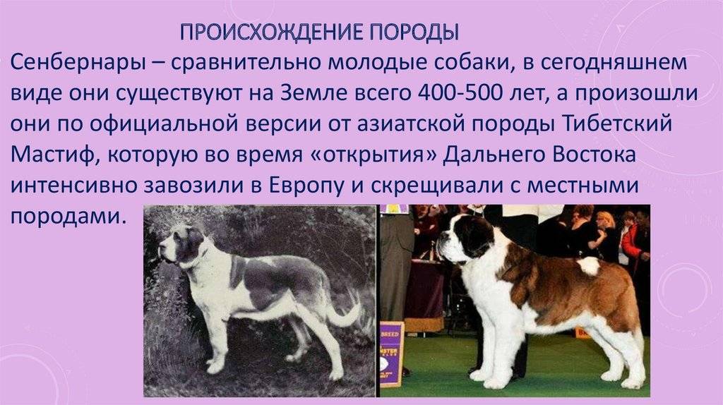 Сенбернар (характеристика породы), продолжительность жизни и другие факты о собаке