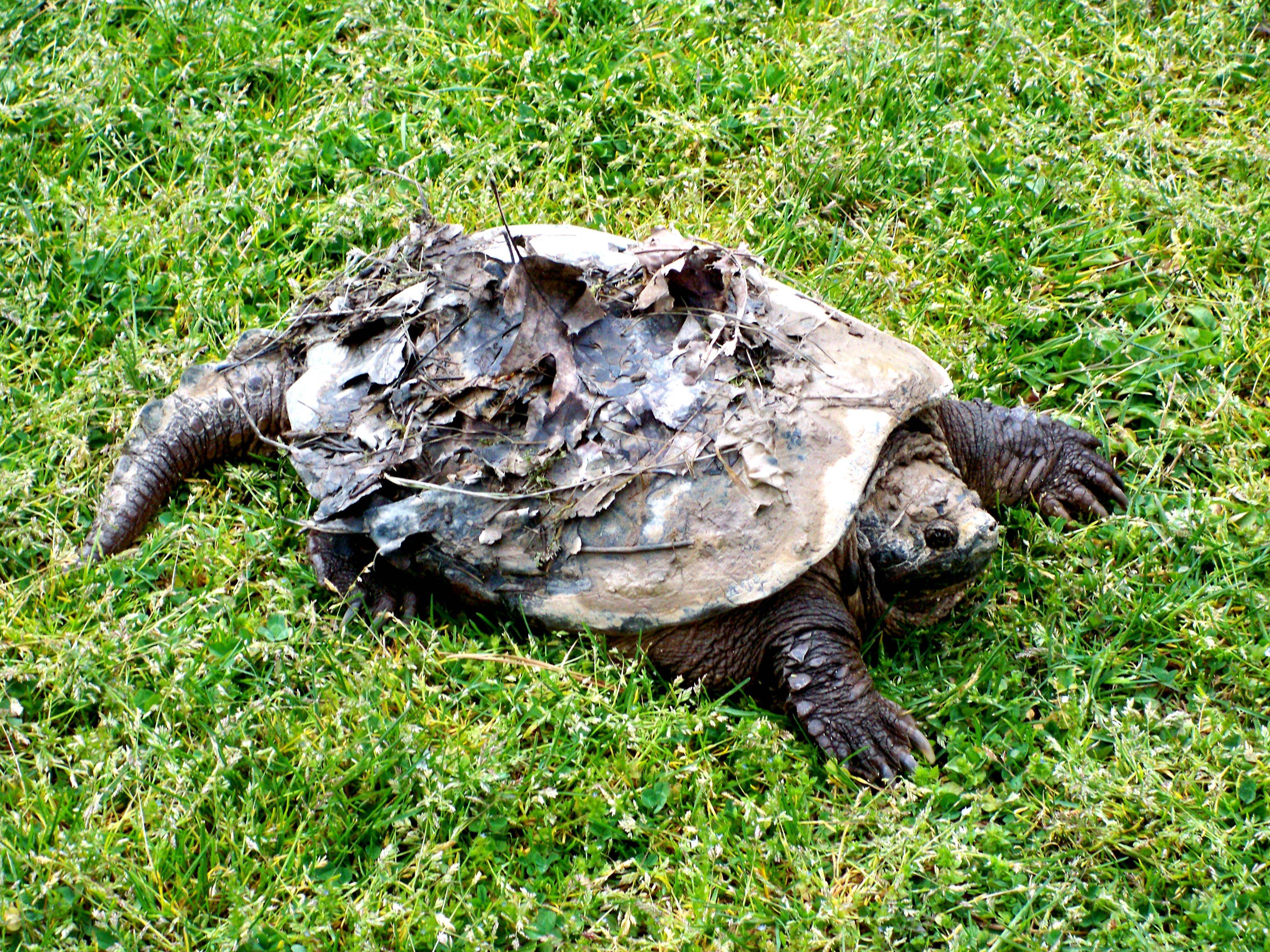 Сухопутная домашняя черепаха: уход, условиях содержания, сколько живут