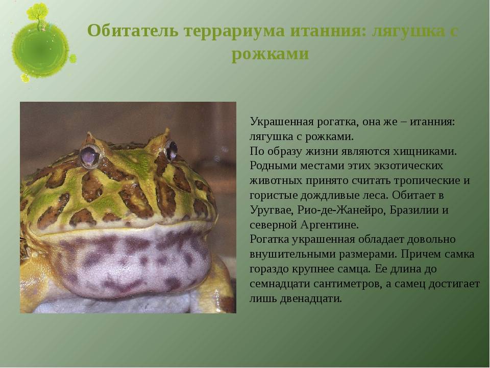 Аквариумные лягушки в аквариуме: описание, уход, содержание, виды (белые, розовые, xenopus laevis), размножение