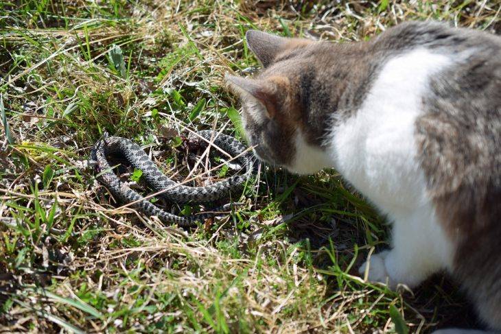 Укус змеи у кота – симптомы и оказание помощи: обзор