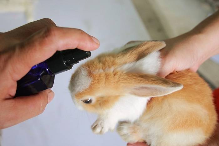 Клещ (меховой, подкожный, ушной) у кролика: симптомы и лечение
