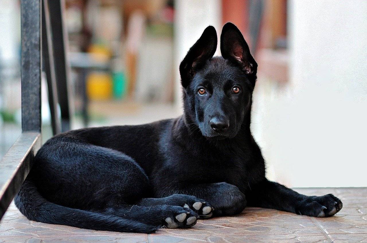 Обзор лучших пород собак с черным окрасом шерсти: красивые варианты