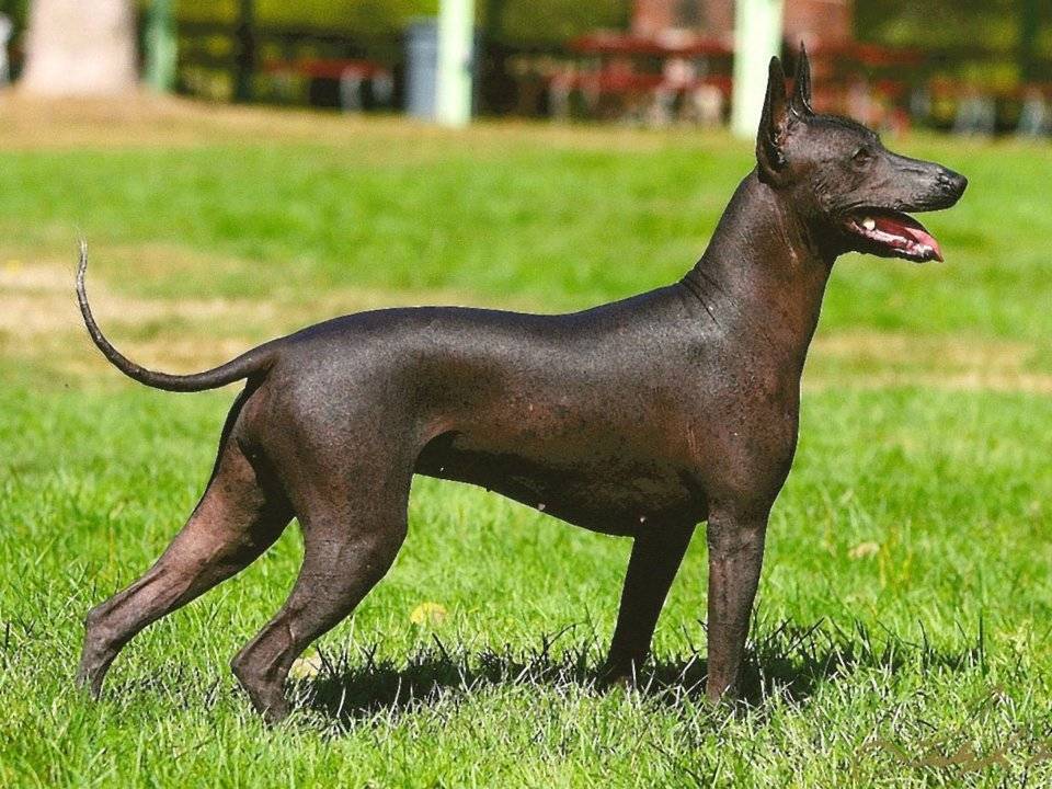Обзор породы собак ксолоитцкуинтли (мексиканская голая собака, ксоло), фото
