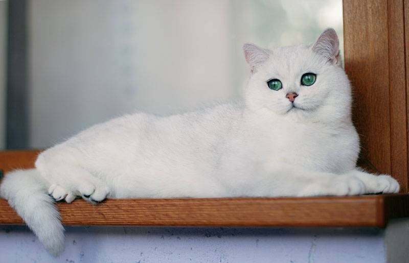Кошка британская шиншилла: характер и внешность кота, уход за питомцем и его содержание, выбор котёнка и фото золотого британца