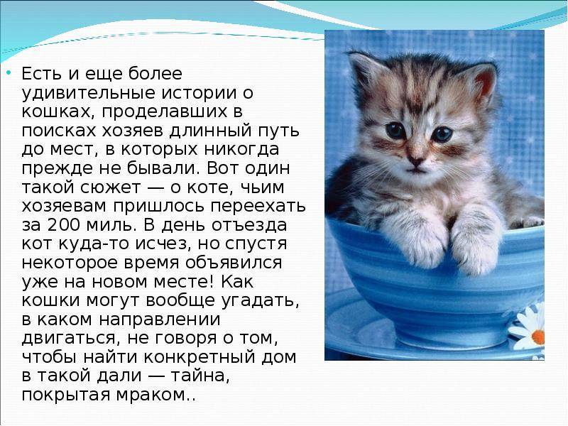 Могут ли кошки "забрать" болезнь хозяина - gafki.ru