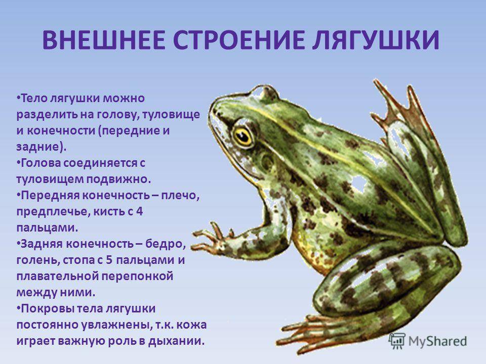 Озерная лягушка: вид, среда обитания, питание и размножение