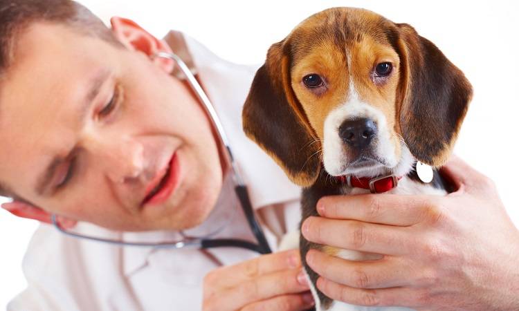 Кашель у собаки: причины, симптомы, лечение и профилактика