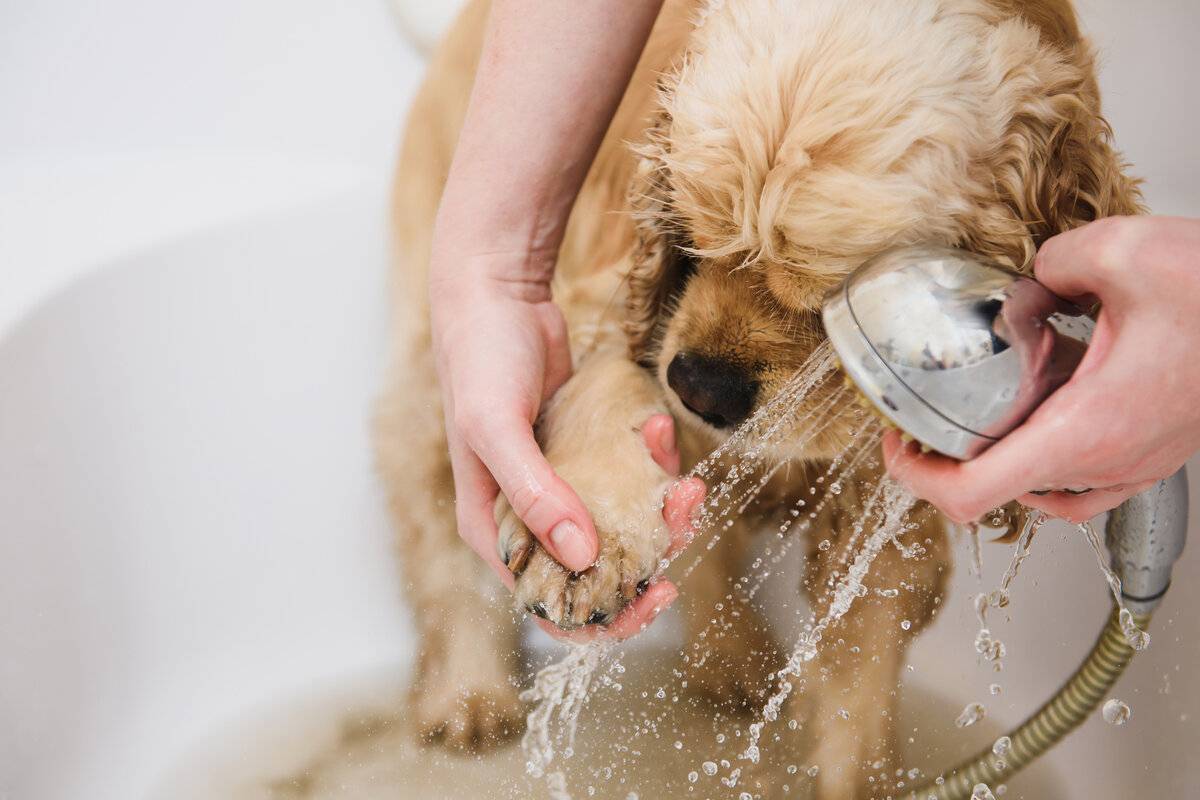 Как помыть собаку - wikihow