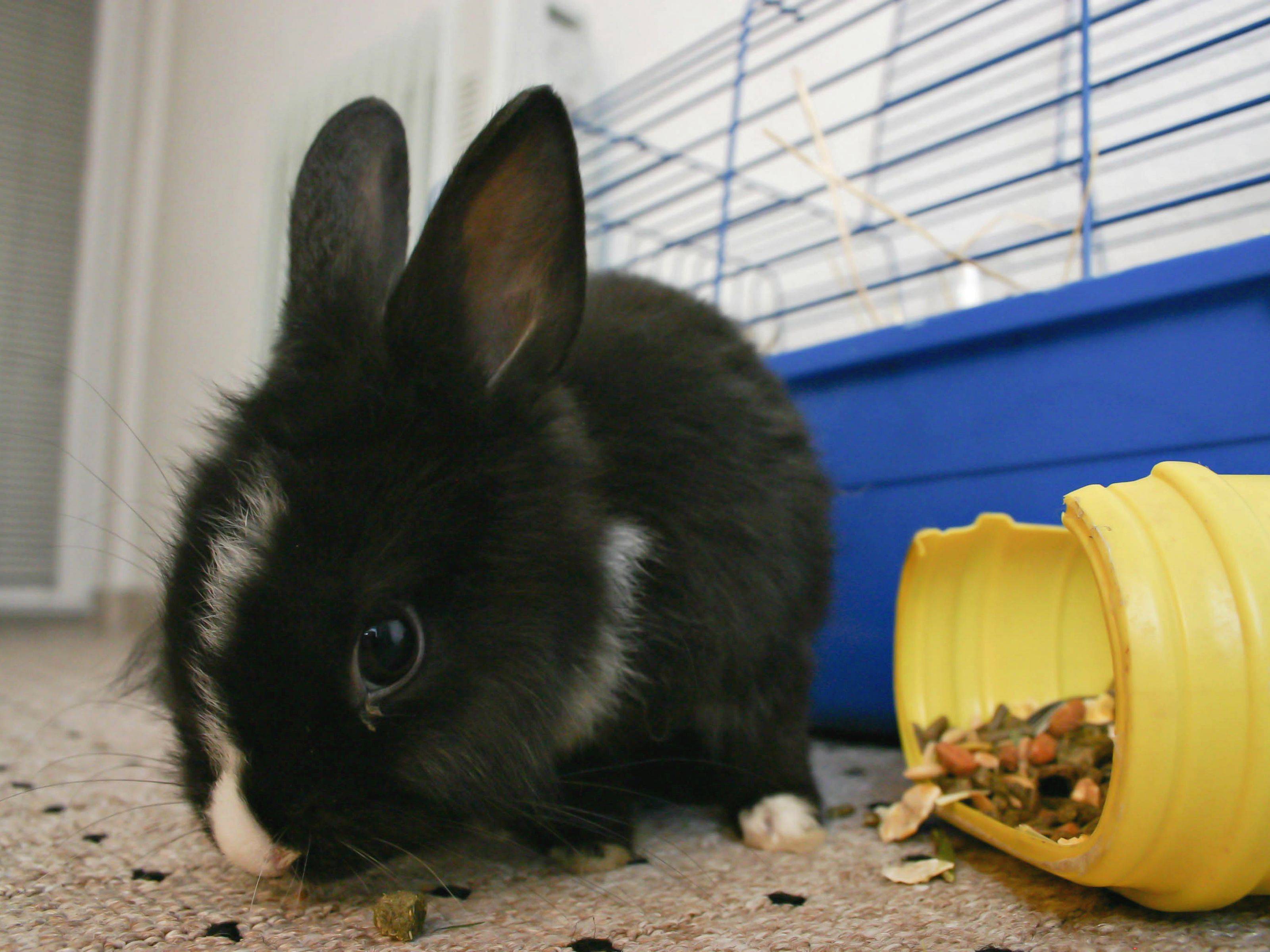Карликовый кролик: породы, содержание и уход