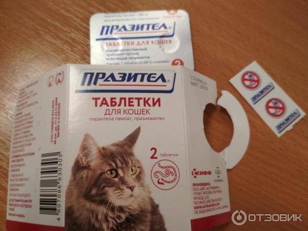 Таблетки от глистов для кошек: эффективные средства, плюсы и минусы | звери дома