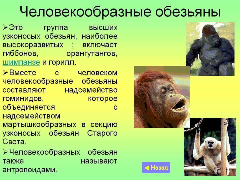 Отряд приматы: образ жизни, эволюция и классификация