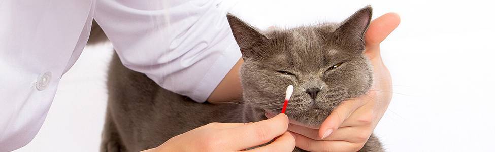 Почему котенок часто чихает: причины и что делать в домашних условиях