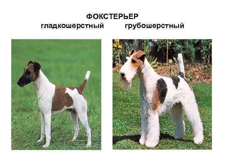 Гладкошерстный фокстерьер: фото и описание породы собак
гладкошерстный фокстерьер: фото и описание породы собак