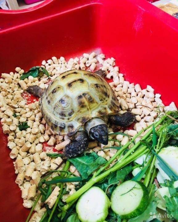 Можно ли давать красноухим и сухопутным черепахам яблоки, капусту, бананы и другие вопросы питания