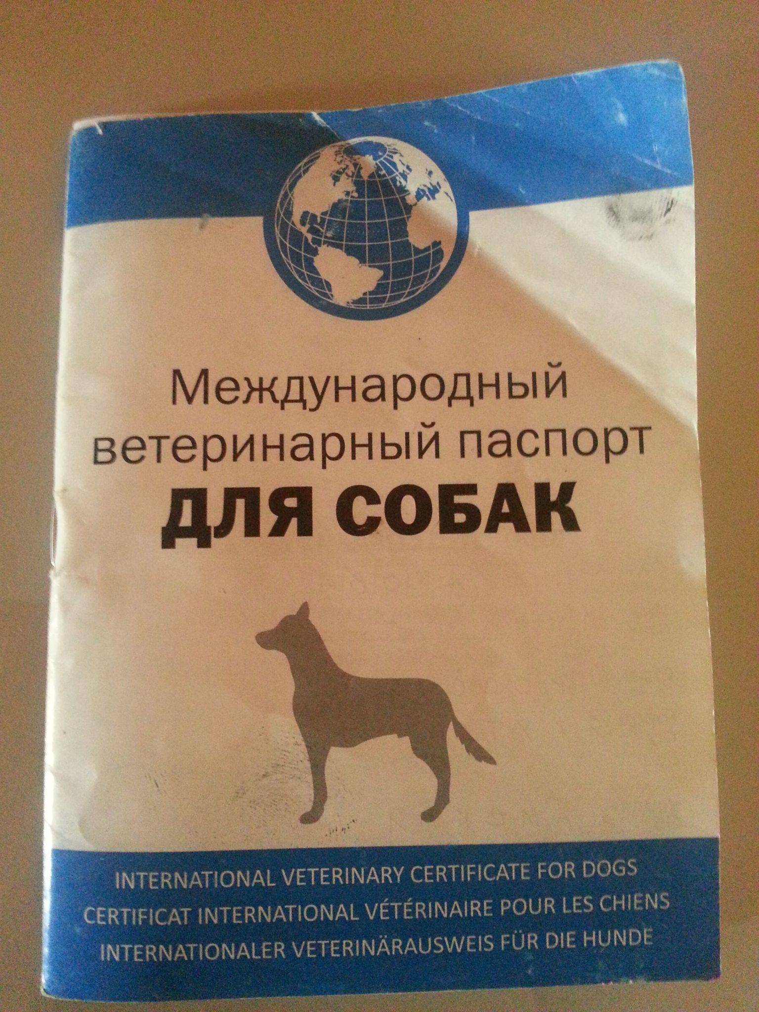 Как заполнить ветеринарный паспорт правильно: зачем нужен, образец оформления для собак и кошек