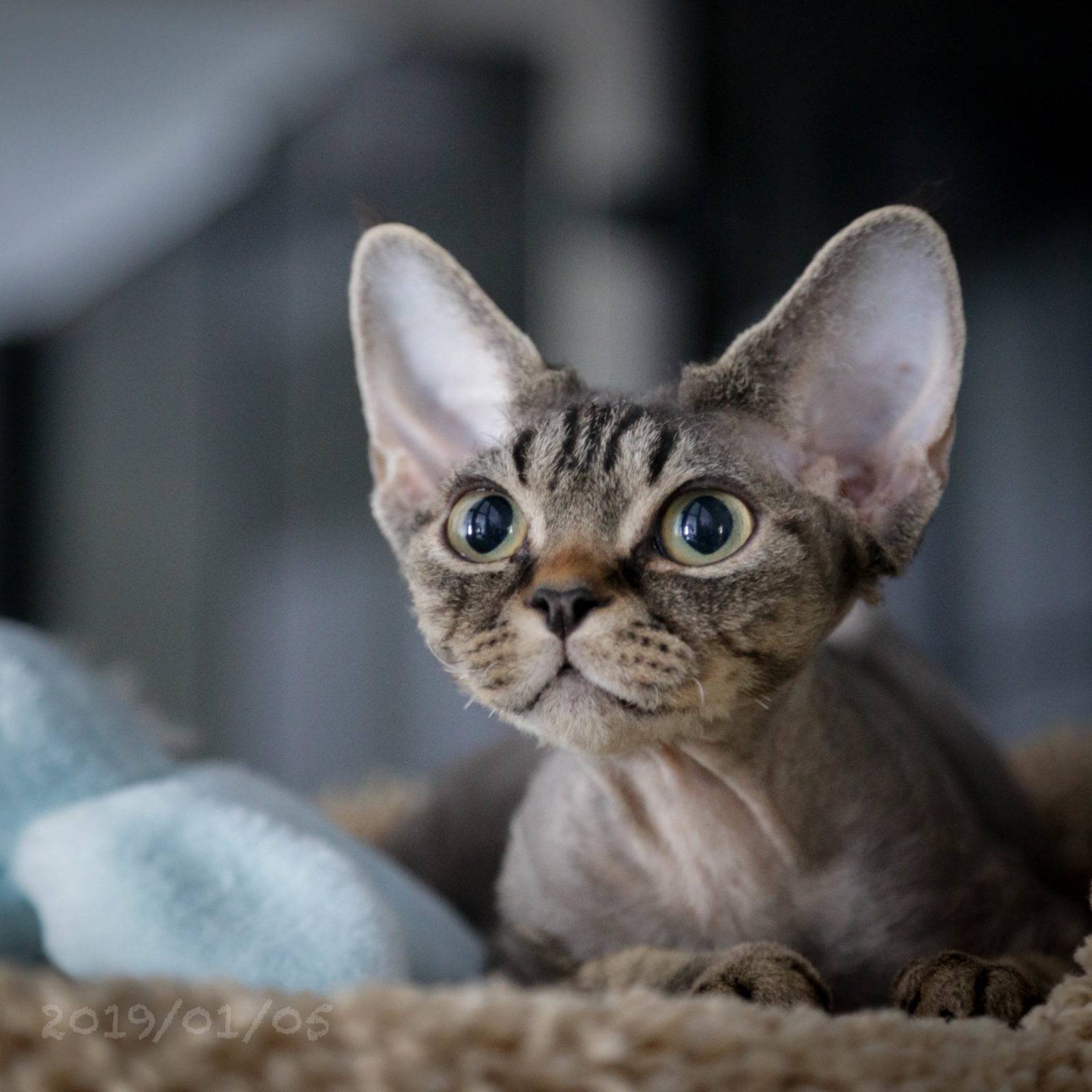 Гипоаллергенные породы кошек: список, фото и описание пород