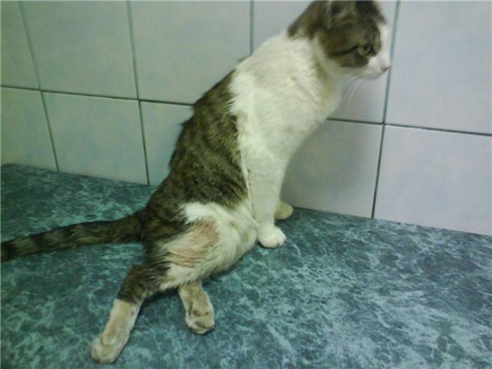 Перелом лапы у кота или котенка: симптомы и лечение в домашних условиях
