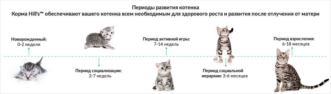 Дневные и недельные графики развития котят после рождения с описанием изменений