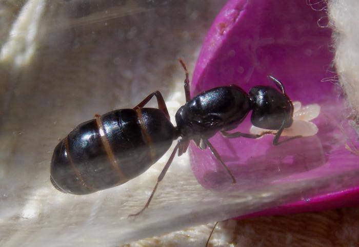 Малазийский гигантский муравей (лат. camponotus gigas)