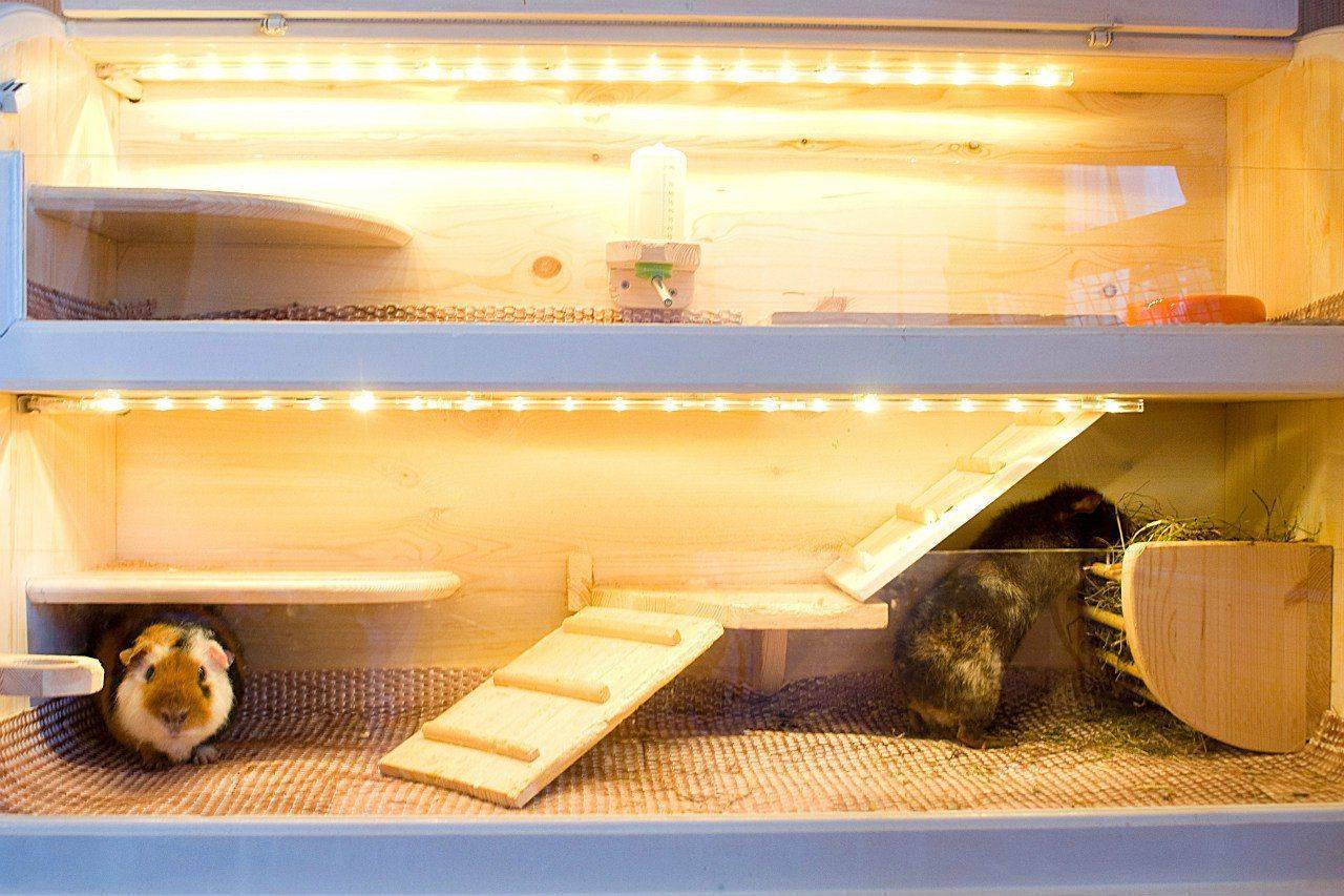 Клетка для морской свинки: как обустроить и оборудовать, размеры жилища, как выбрать домик в зоомагазине, фото
