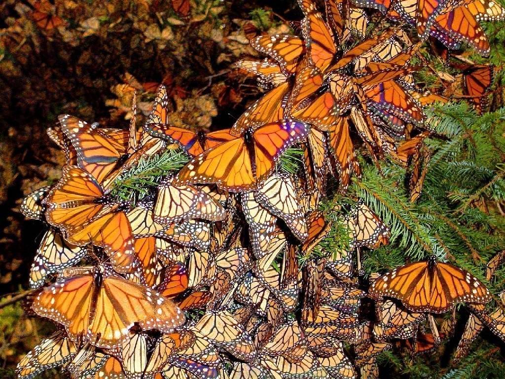 Данаида монарх | мир животных и растений