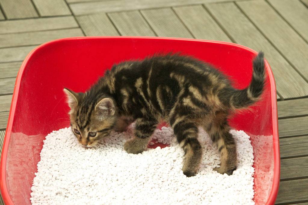 Как приучить кошку к новому дому — обустройство и варианты адаптации питомца