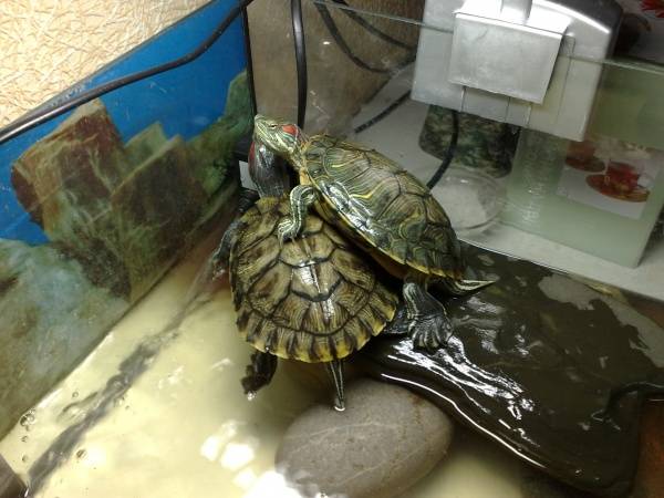 Черепахи сухопутные домашние размножение