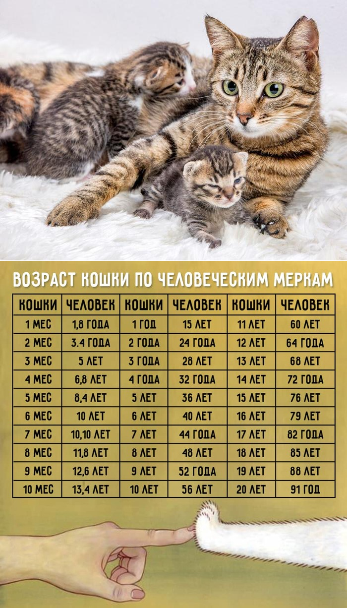 Сколько лет обычно живут кошки, от чего это зависит, как рассчитать возраст питомца по человеческим меркам?