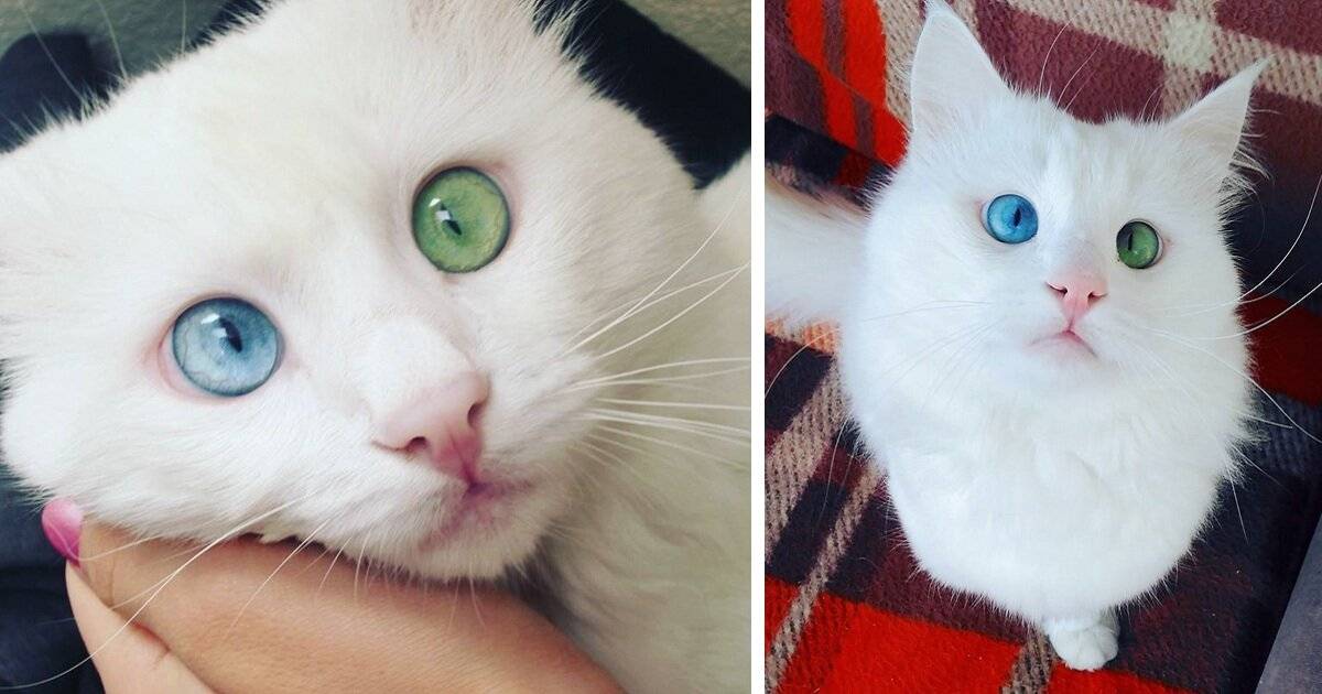 Кошки с разноцветными глазами: само совершенство