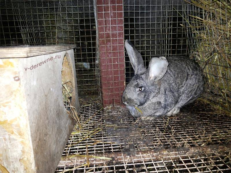 Почему крольчиха съедает своих крольчат - причины