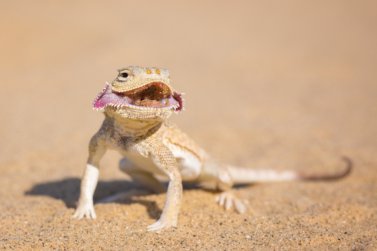 Круглоголовки - удивительные пустынные ящерицы