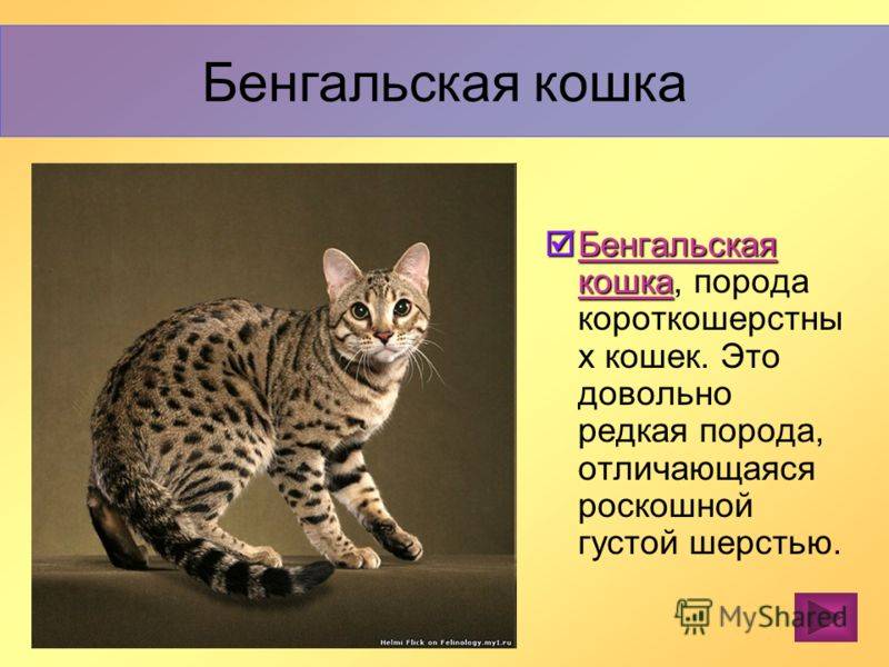 Бенгальская кошка леопардового окраса: характер и описание породы, сколько стоит котенок?