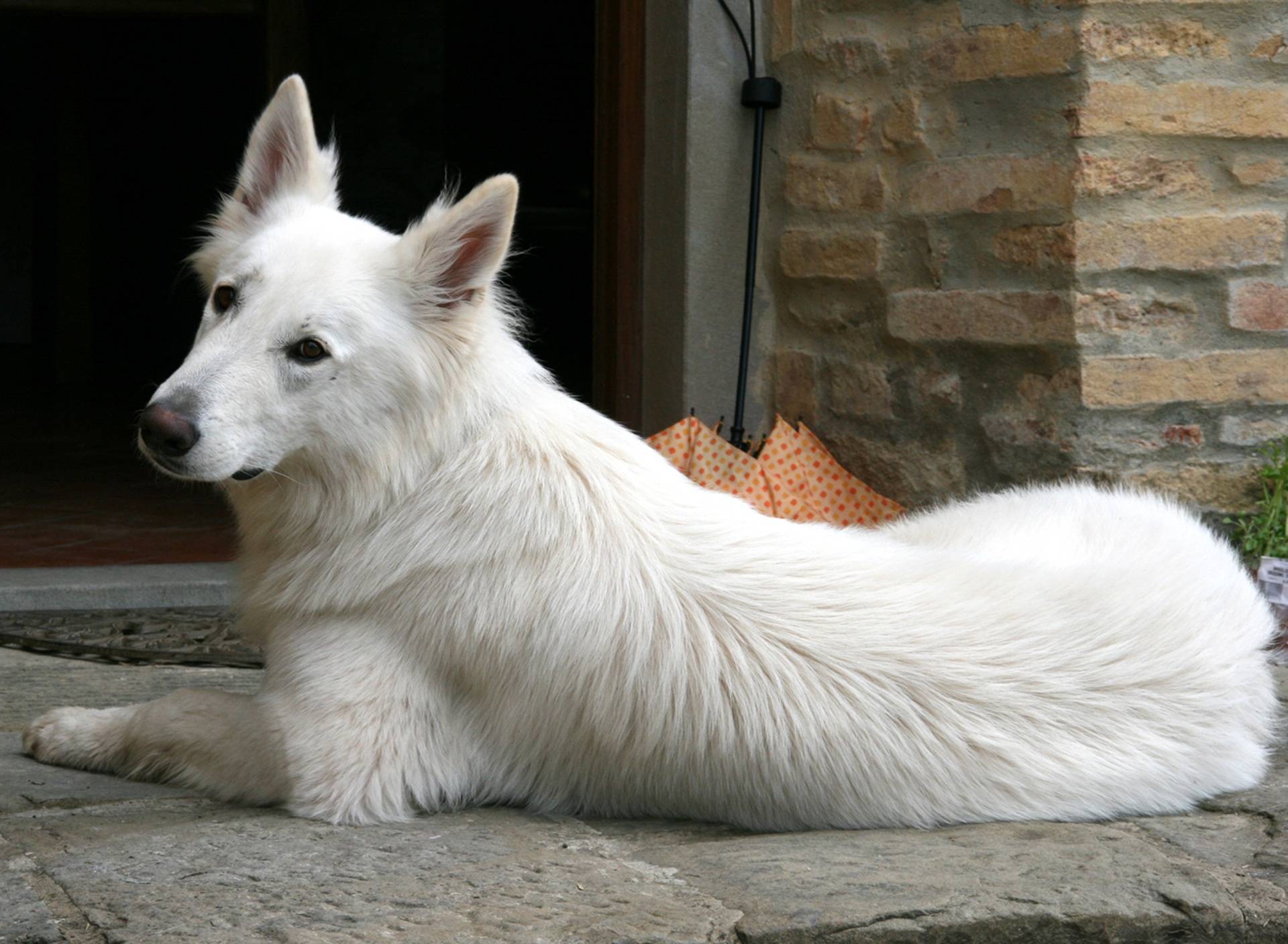 Белая швейцарская овчарка (бшо): описание породы, выбор щенка, фото | petguru