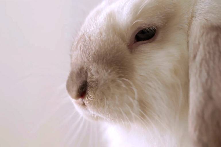 Частые болезни у кроликов и как их лечить, фото, первые симптомы, причины и профилактика