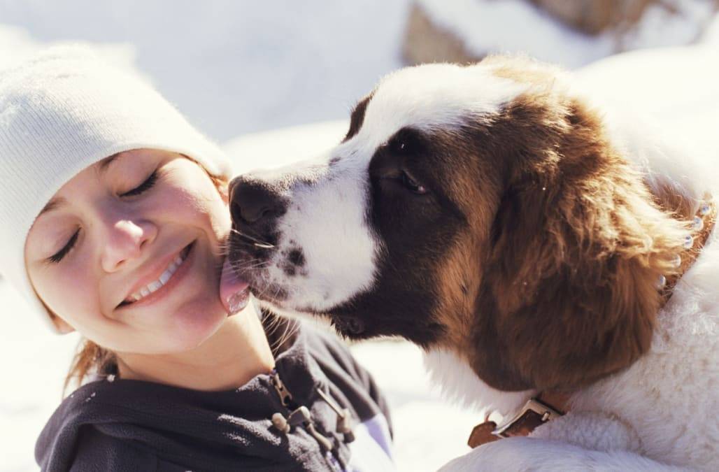 Почему собакам нравятся улыбающиеся люди