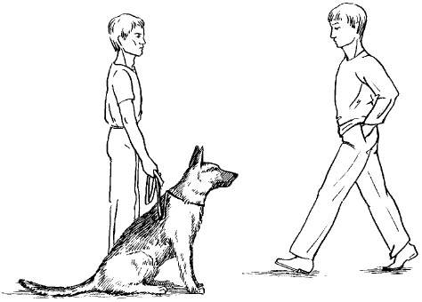Учим собаку команде "сидеть": простые способы и нормативы выполнения
