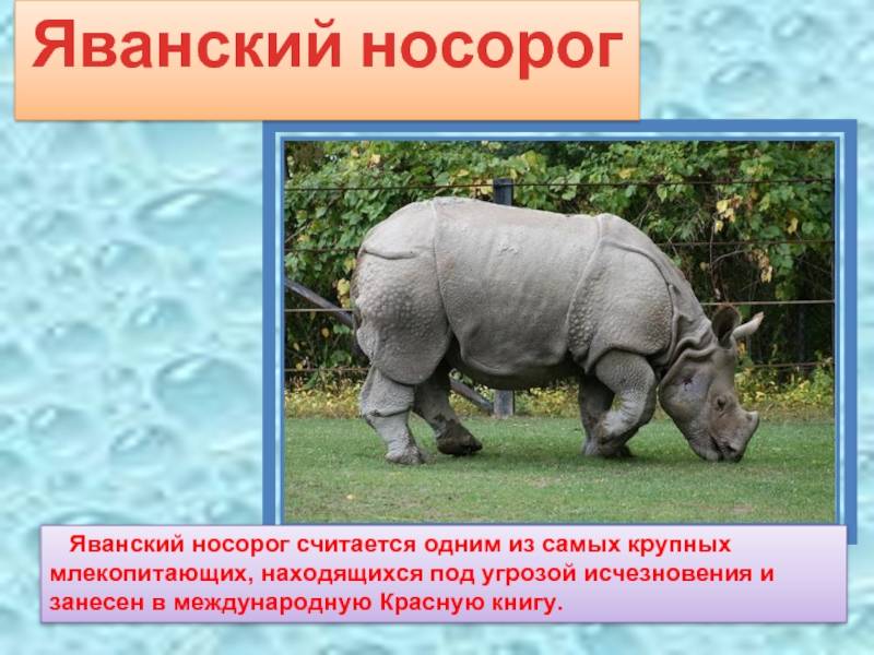 Описание белого носорога из красной книги