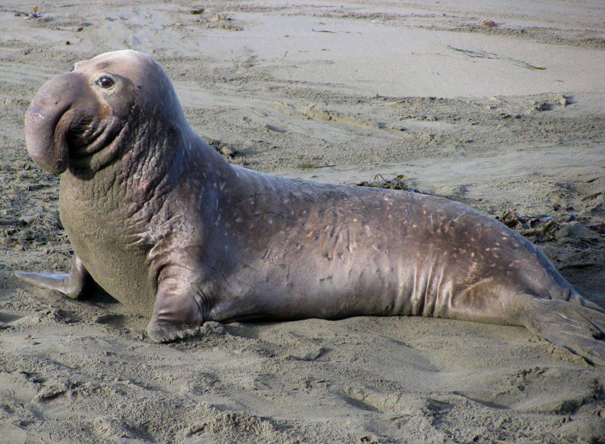 Обыкновенный тюлень - ластоногие | некоммерческий учебно-познавательный интернет-портал зоогалактика