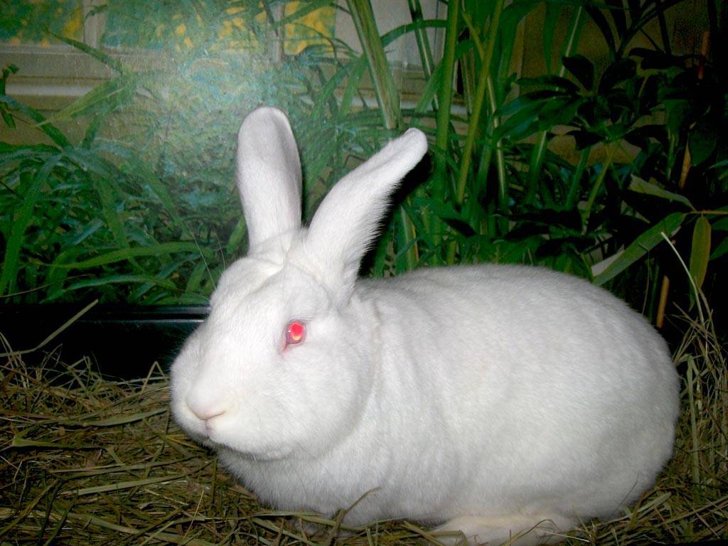 Новозеландский красный и белый кролик: описание и фото пород