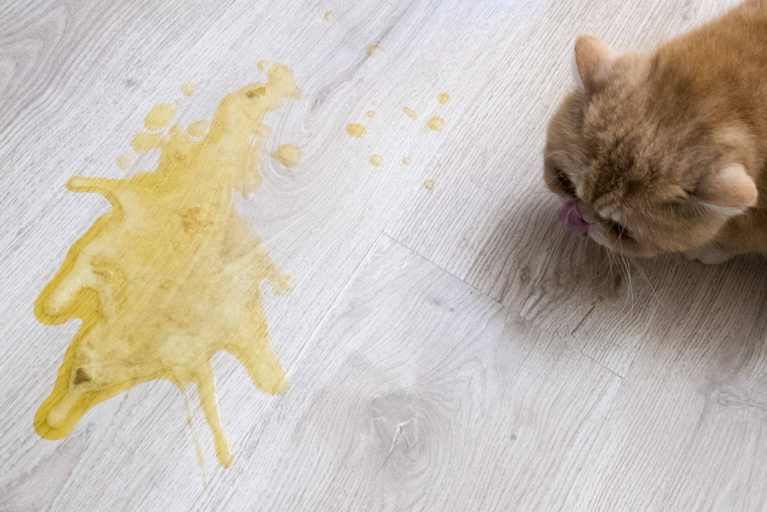 Кошку рвет желтой жидкостью: физиологические и патологические причины, лечение
