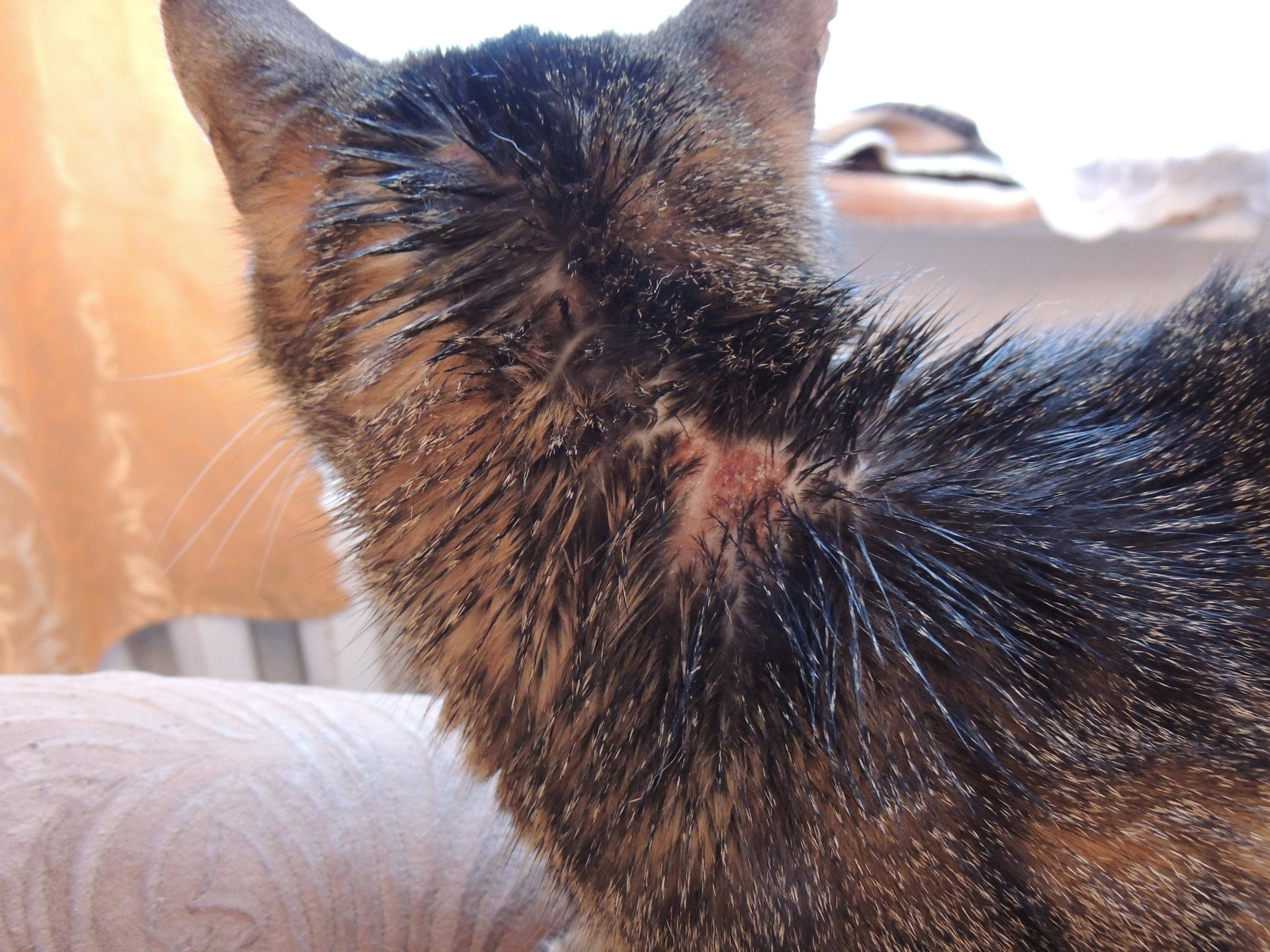 Рана у кошки: чем обработать, лечение